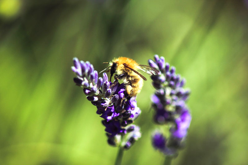 Bienen- und Hummelsterben entgegenwirken