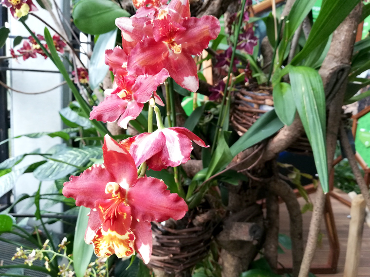 Orchideen in der Biosphäre Potsdam