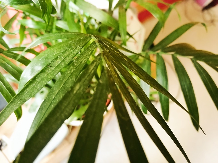 Thripse an Zimmerpflanzen bekämpfen