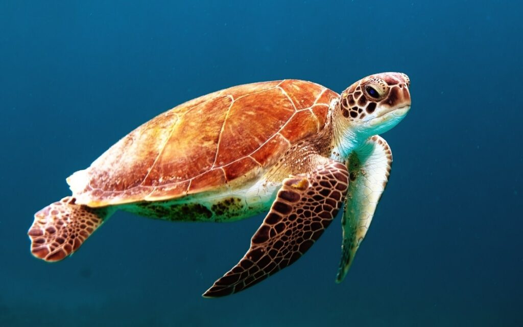Schildkröten Blogbeitrag Frauke Bagusche Nomaden der Ozeane Buch Rezension gefährdete Schildkröten