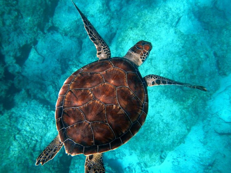 Schildkröten Blogbeitrag Frauke Bagusche Nomaden der Ozeane Buch Rezension gefährdete Schildkröten